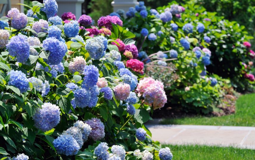 Einladender Vorgarten Inspiration – blaue und rosa Blumen (Hortensien) rahmen den Gartenweg ein