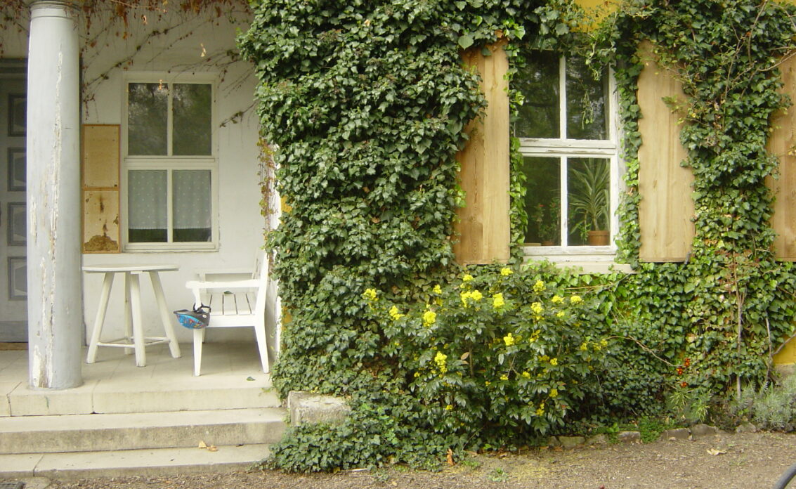 Vorgarten & Hauseingang Idee – Efeu an gelber Hauswand und mit Blume...