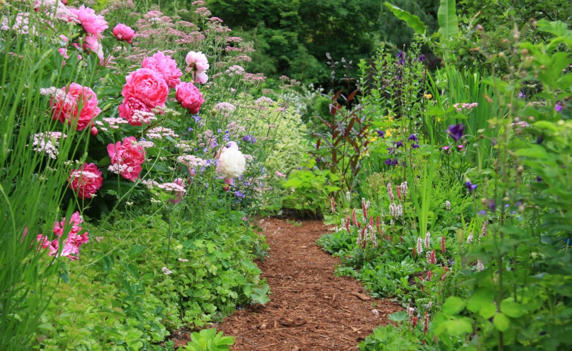 Garteninspiration – Gartenweg mit hochgewachsenen Blumen an jeder Seite
