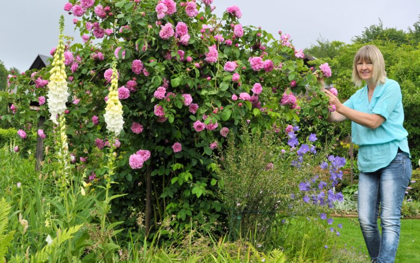 Schrebergarten Idee mit Rosen – Großer Busch mit rosa Blumen im Garten