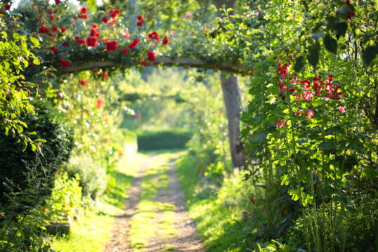 Traumhafter Gartenweg mit bewachsenen Rosenbogen