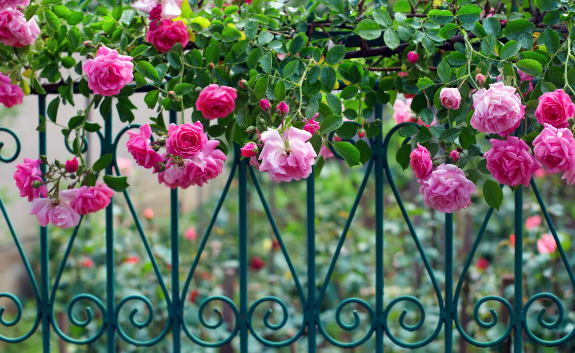 Gartenidee – Mit Rosen bewachsener Gartenzaun aus Metall