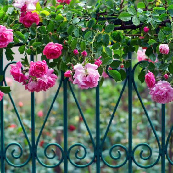 Gartenidee - Mit Rosen bewachsener Gartenzaun aus Metall