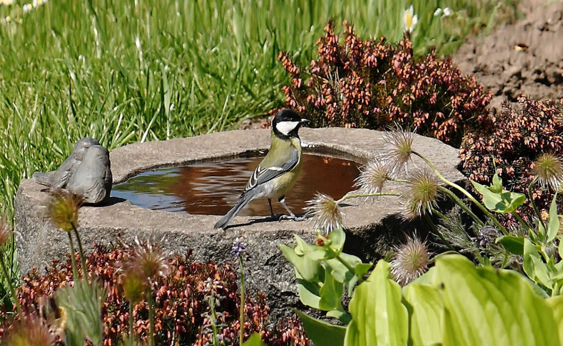 Vogeltränke mit kleinen Steinvögeln als Dekoration im Naturgarten