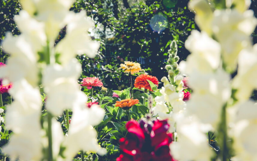 Gartenidee mit farbenfrohen Blumenbeet für den Vorgarten  Schrebergarten etc. – Sommerblumen & Stauden im Garten pflanzen
