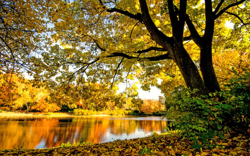 Idee für die Parkgestaltung – Beispiel mit vielen Sträuchern & Bäumen am See – Herbstliche Parklandschaft