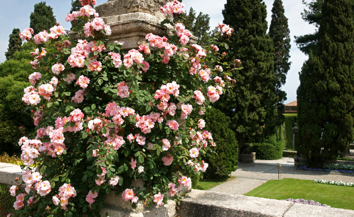 Gartenidee mit Rosenbusch an einer Steinsäule – Beispiel mit Garten...