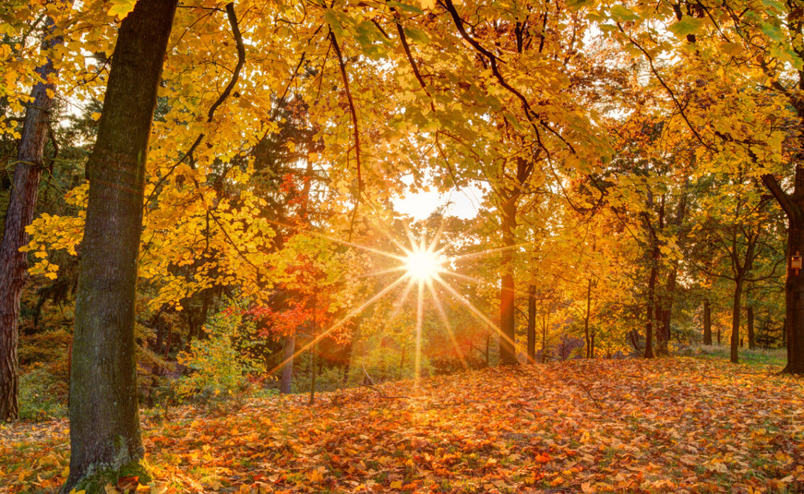 Schöne Park Idee – Herbstlicher Park mit vielen Bäumen & Waldsträuchern