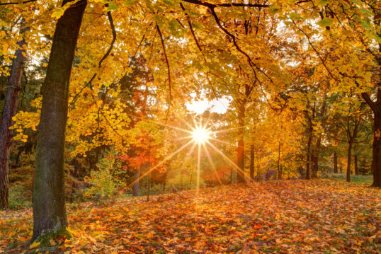 Schöne Park Idee – Herbstlicher Park mit vielen Bäumen & Waldsträuchern...