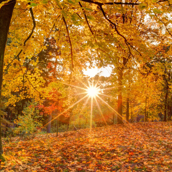 Schöne Park Idee - Herbstlicher Park mit vielen Bäumen & Waldsträuchern
