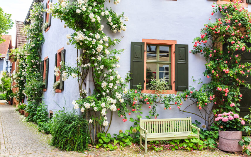Idee für die Hauswandgestaltung eines Landhauses mit Rosen – Gelbe Bank als Sitzplatz vor dem Haus – Pflanzgefäß mit rosa Hortensien