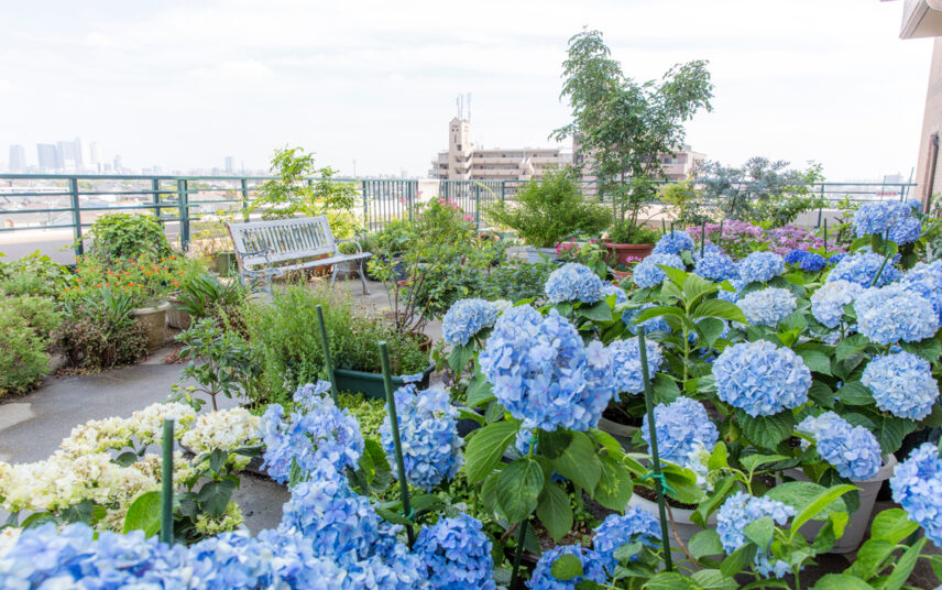 Dachgarten-Idee – Bepflanzte Dachterrasse mit Hortensien & anderen Gartenpflanzen – rustikale Bank zum Entspannen – Pflanzgefäße & Blumentöpfe