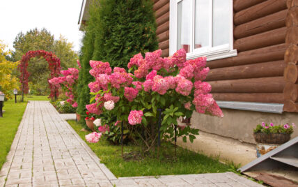 Gartengestaltung mit großen Hortensien Strauch am Gartenweg – bepflanzter Rosenbogen & ...