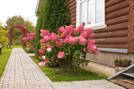 Gartengestaltung mit großen Hortensien Strauch am Gartenweg – bepflanzter Rosenbogen & Wegbeleuchtung – Koniferen am Wohnhaus mit Holzverkleidung