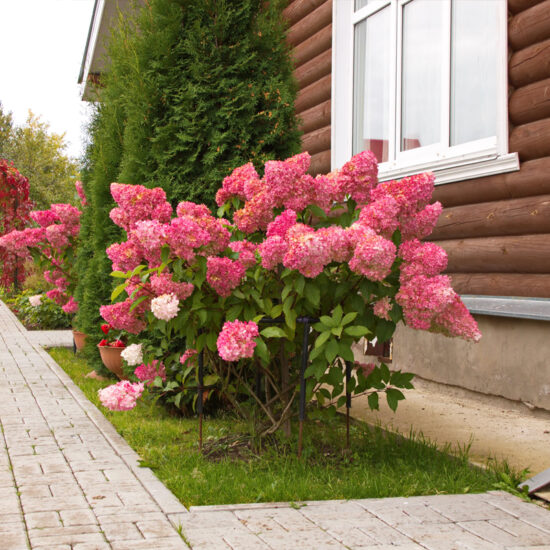 Gartengestaltung mit großen Hortensien Strauch am Gartenweg - bepflanzter Rosenbogen & Wegbeleuchtung - Koniferen am Wohnhaus mit Holzverkleidung
