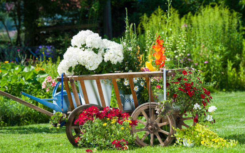 Gartenidee – Dekoration mit einen Holzkarren auf einer Wiese gefüllt mit Blumen in Pflanzgefäßen – blaue Gießkanne zum gießen – Hortensien & Stauden