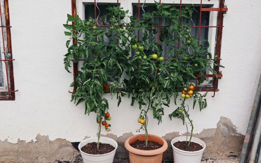 Beispiel für die Gestaltung der Hauswand – Pflanzgefäße aus Kunststoff mit Tomatenpflanzen direkt vor der Hausfassade