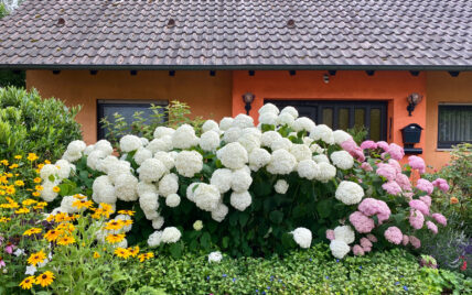 Hauseingang & Vorgarten Gestaltung – Idee mit hohen Hortensien in weiß & pink – Auße...