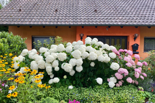 Hauseingang & Vorgarten Gestaltung – Idee mit hohen Hortensien in weiß & pink – Außenwandleuchten & Briefkasten an der Hauswand