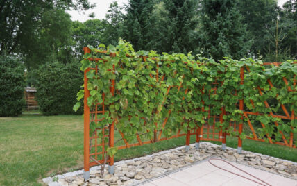 Idee für den Garten mit einem Rankgitter aus Holz an der Terrasse als Sichtschutz – Ste...