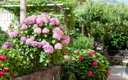 Gartenidee mit Blumen – Beispiel mit rosa Hortensien & roten Rhododendren vor einer Perg...