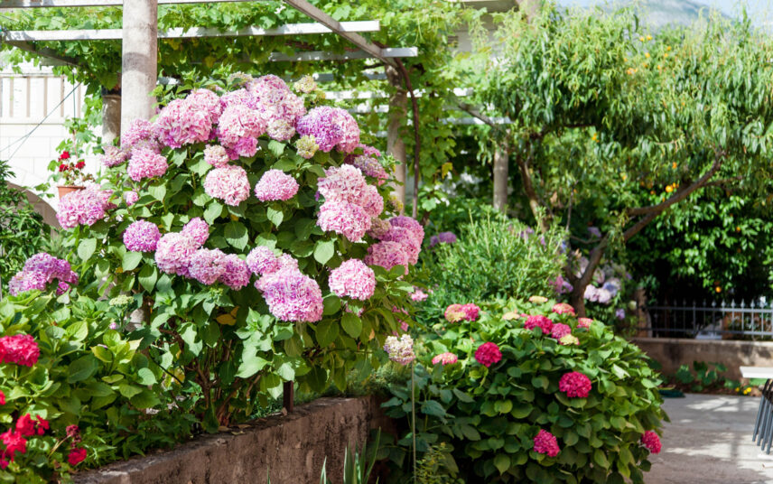 Gartenidee mit Blumen – Beispiel mit rosa Hortensien & roten Rhododendren vor einer Pergola aus Holz mit bepflanztem Dach  – niedrige Mauer als Beetabgrenzung