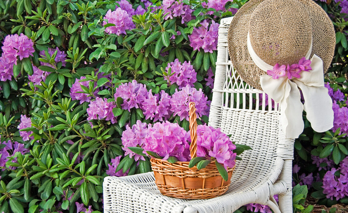 Deko Idee für den Garten – Weißer Rattanstuhl vor einer Hecke mit blühenden lila Rhod...