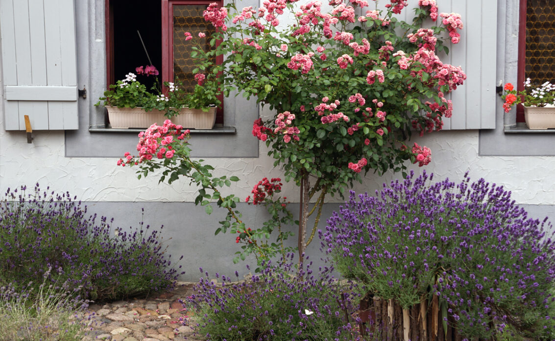 Gartengestaltung vor der Hauswand – Beispiel mit Rosenbusch & Lavend...