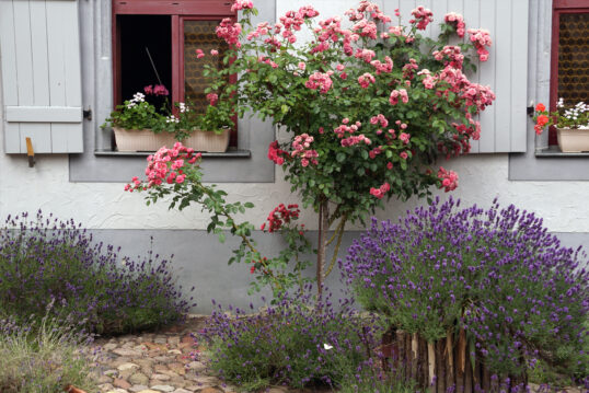 Gartengestaltung vor der Hauswand – Beispiel mit Rosenbusch & Lavendel – Blumenkästen auf dem Fensterbrett außen