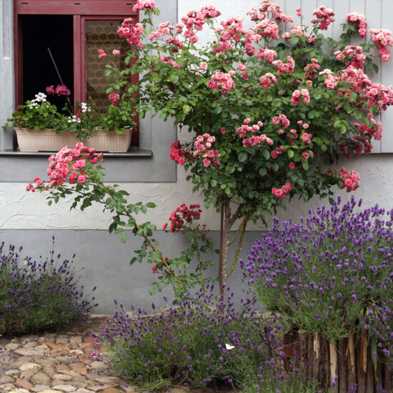 Gartengestaltung vor der Hauswand - Beispiel mit Rosenbusch & Lavendel - Blumenkästen auf dem Fensterbrett außen