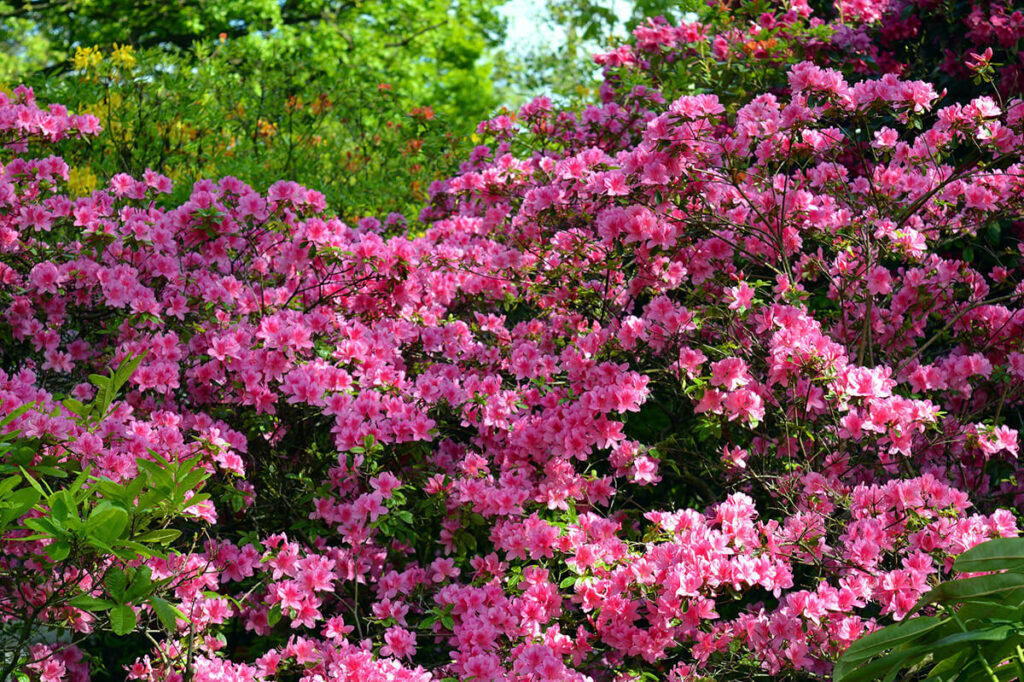 Rhododendron mit kleinen, rosafarbenen Blüten