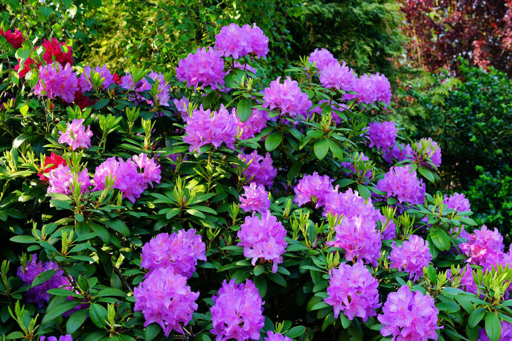 Rhododendronstrauch in lila