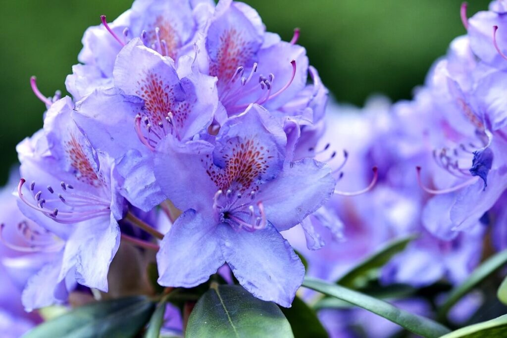 Blauer Rhododendron