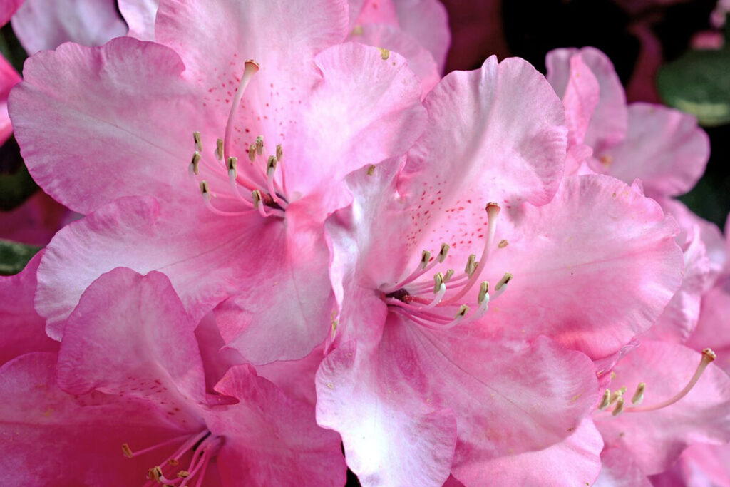 Rhododendron mit rosa Blüte