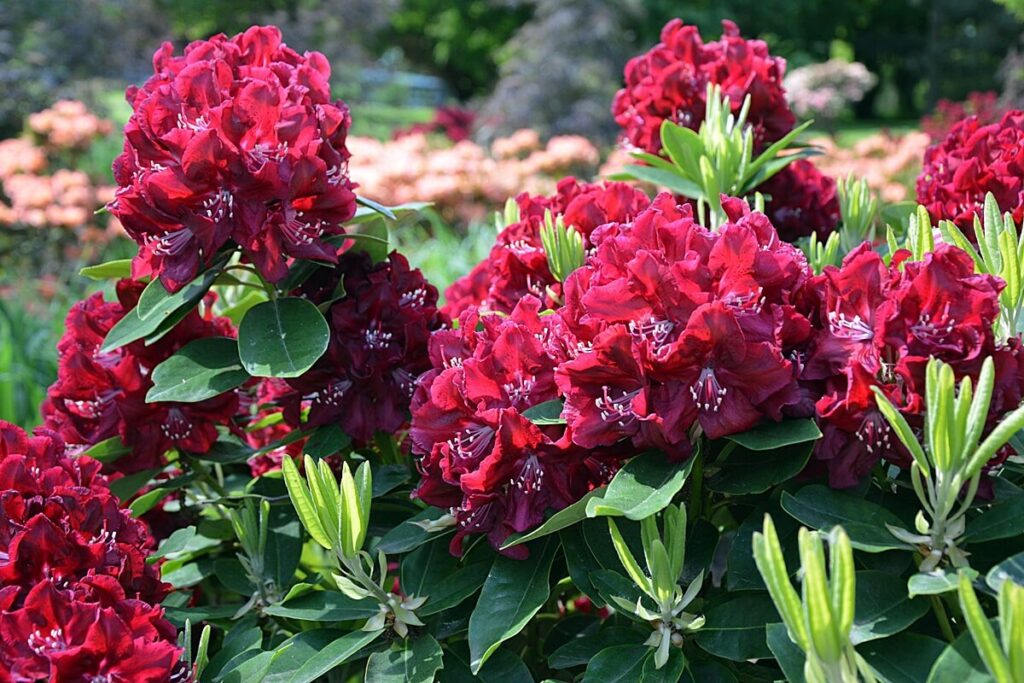 Dunkelroter Rhododendron