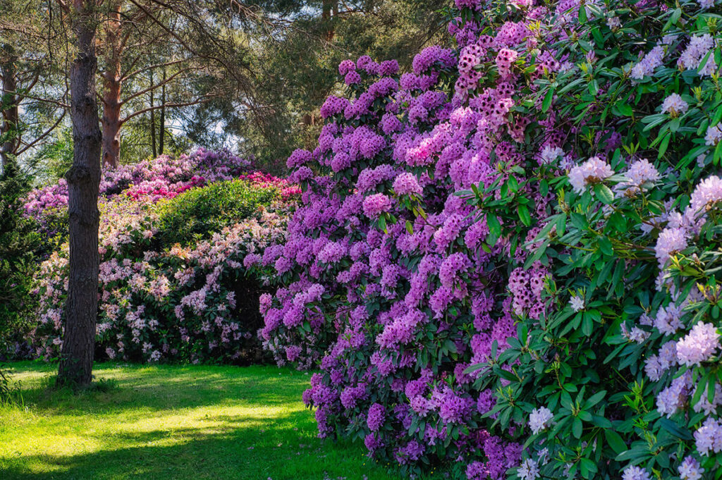 Rhododendron als Hecke