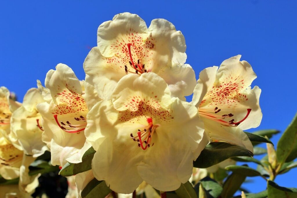 Rhododendron 'Goldbukett' mit gelben Blüten