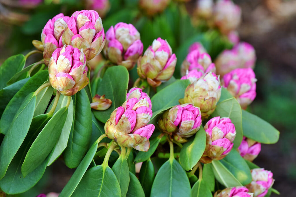 Pinker Rhododendron mit geschlossenen Knospen