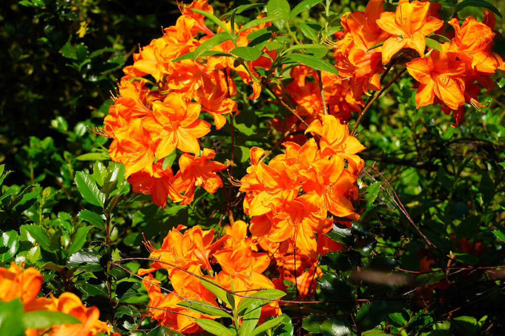 Rhododendron in Orange