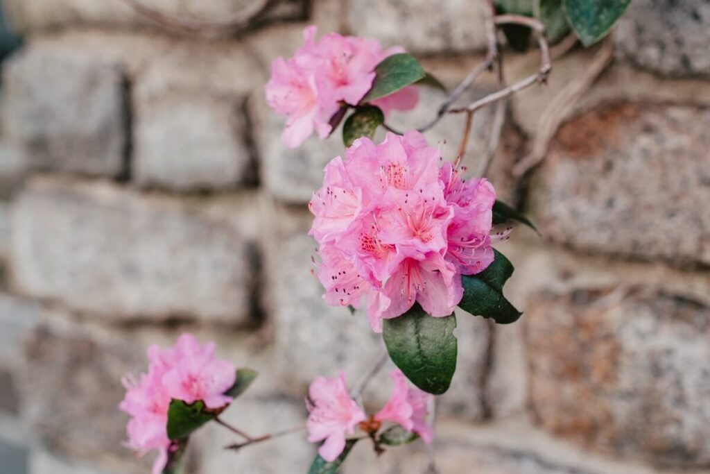 Rhododendron an gemauerter Hauswand