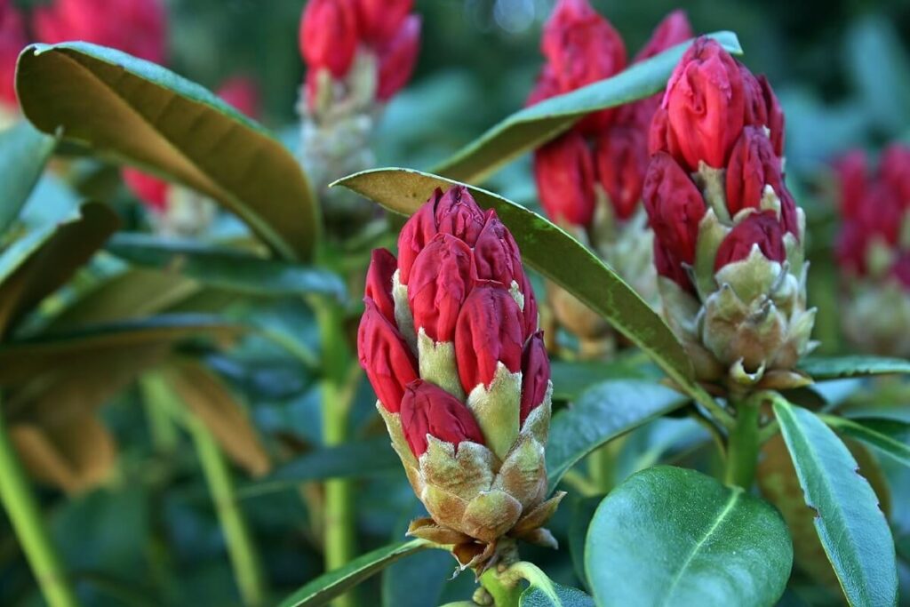 Rhododendron 'Rotkäppchen' geschlossene Knospen