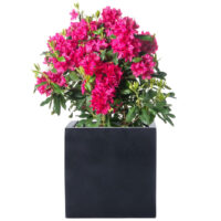 Rhododendron günstig online kaufen