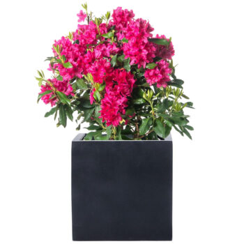 Rhododendron online kaufen