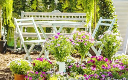Idee Sommerdekoration im Garten – Blumenarrangement mit Kapkörbchen  Eisbegonien und Pe...