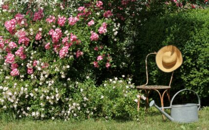 Rosengartengestaltung Idee – einfach gefüllte Strauchrosen bilden mit Buchsbaum eine He...