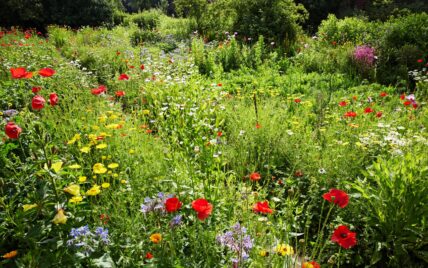 Idee Naturgarten – ein Blütenmeer aus einjährigen Wildblumen & mehrjährigen Stauden b...