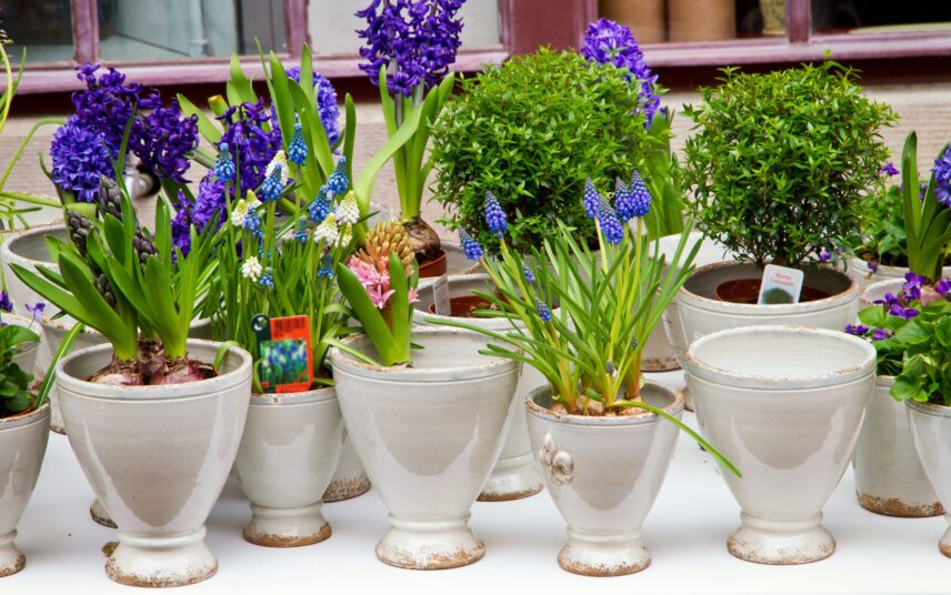 Bepflanzte Übertöpfe als Frühlingsdekoration – verschiedene Frühlingsblüher in blau-violett & kleine Bäumchen als Strukturgeber