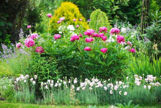 Gartengestaltung mit Pfingstrosen – Beetanlage mit Päonien und passenden Begleitpflanzen & Gehölzen