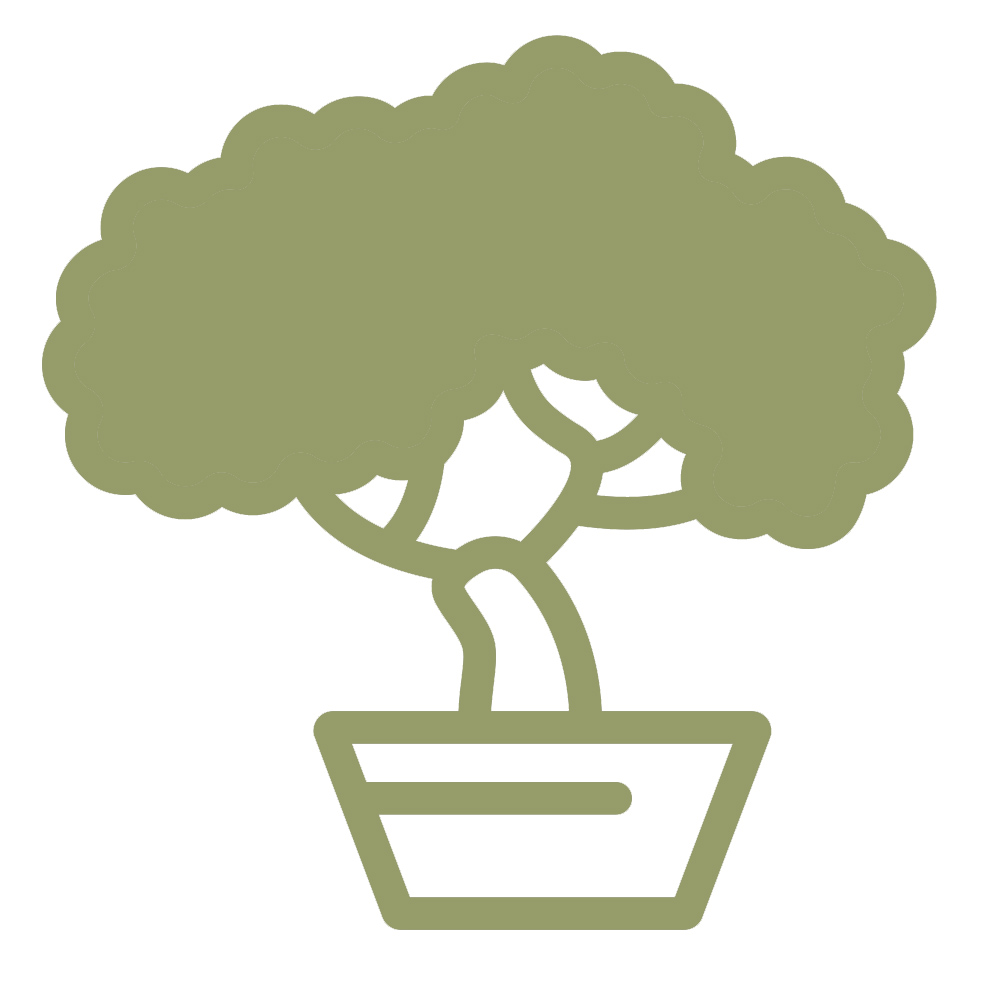 Bonsaibaum kaufen  schneiden & pflegen - Ratgeber zur richtigen Bonsai-Pflege