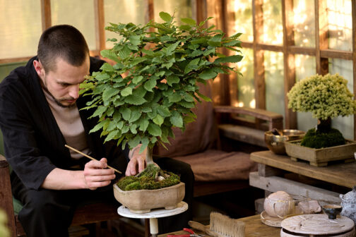 Bonsai kaufen  schneiden & pflegen – Ratgeber für den perfekten Bonsaibaum